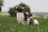 BARZOI 122